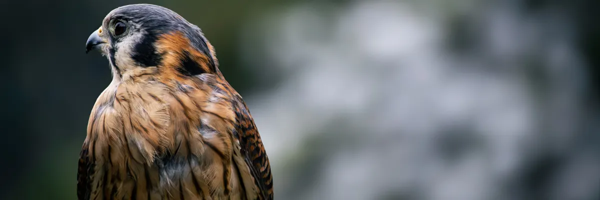 Falcon 3's 10B model beats everything under 13B parameters — here's how — Inblix summary