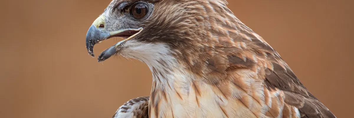 Falcon Mamba: The First 7B Model to Ditch Attention Without Performance Loss — Inblix summary