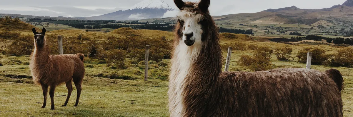 Google Cloud A3 nodes can now run Meta's 405B Llama 3.1, but you'll need 8 H100s — Inblix summary