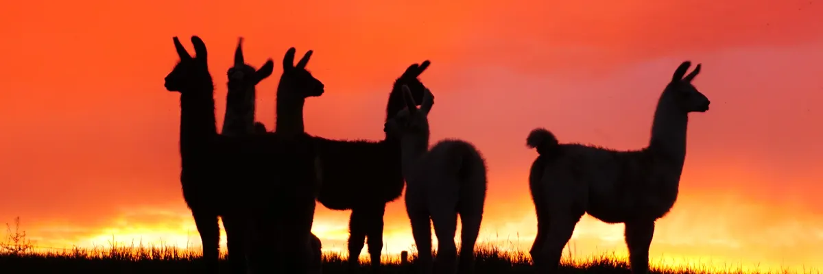 Llama 3.1 lands: 405B parameters, 128K context, and a license that lets you distill — Inblix summary