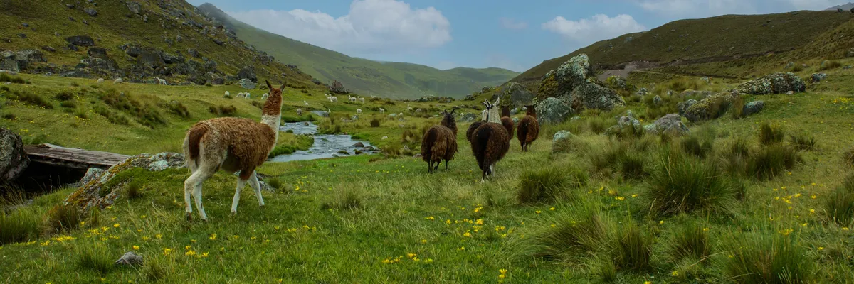 Meta drops Llama 4: 10M context window and a bold bet on NoPE layers — Inblix summary